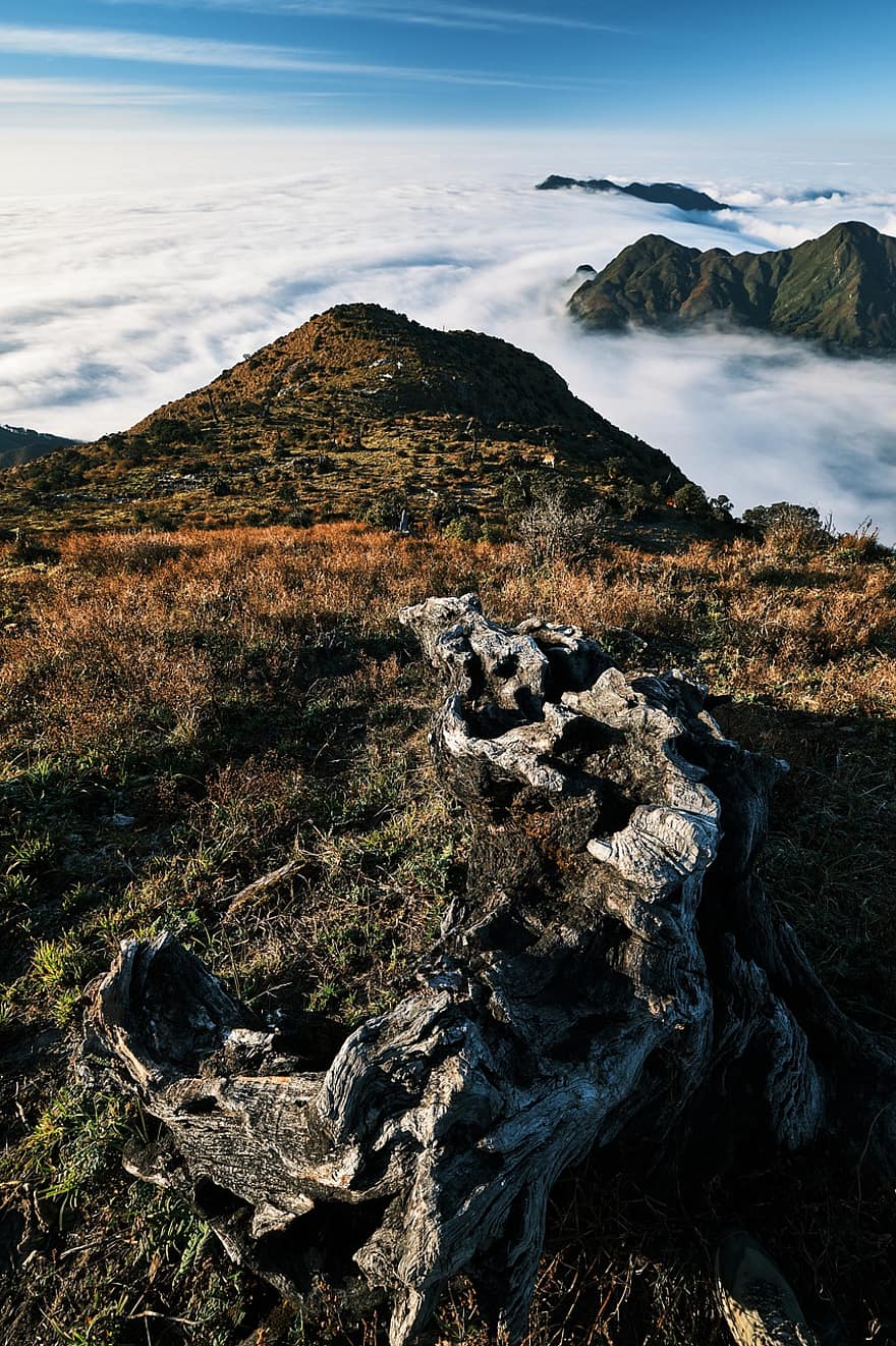 Mountain, Tree, Clouds, Mountain Top, Peak, Summit, Sea Of Clouds, Hill, Landscape, Scenery, Nature