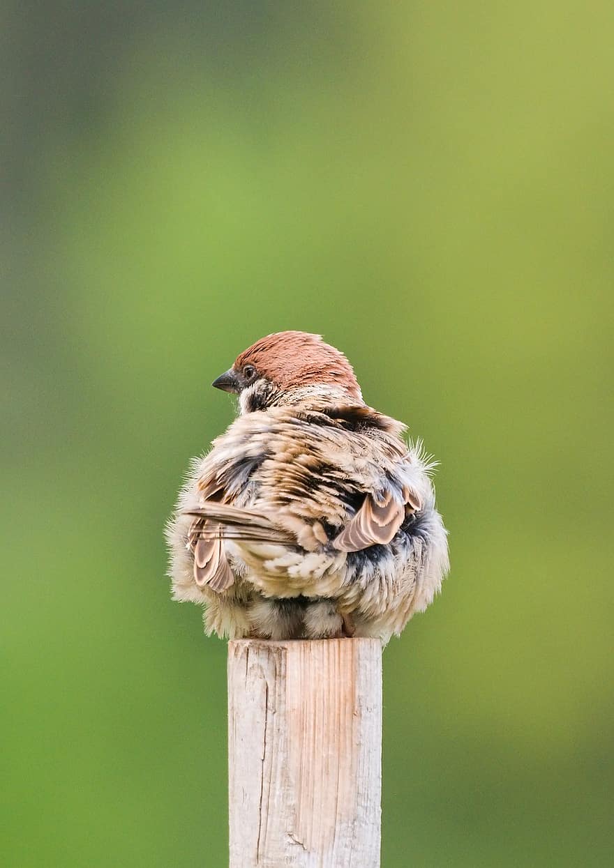 Sparrow, Bird, Wood, Animal, Wildlife, Nature