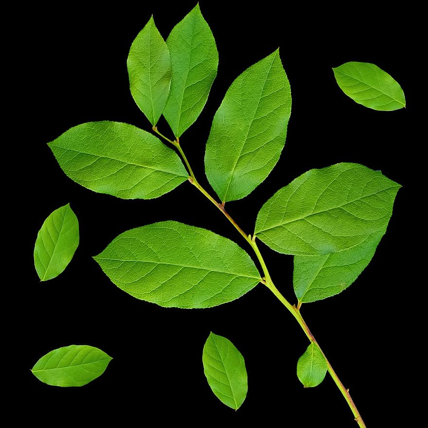 foglia, pianta, foglie verdi, ramo, ramo di foglie