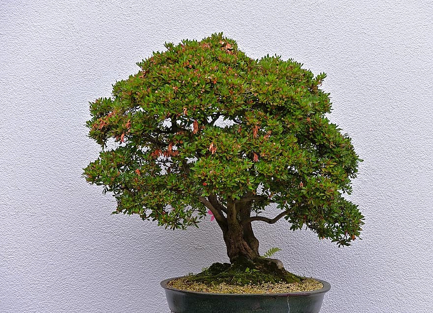 bonsai, träd, skal, konstverk, växt, blad, grön färg, tillväxt, botanik, gren, krukväxt