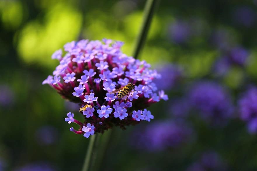 ziedi, bite, apputeksnēšana, raksturs, vasarā, makro, zieds, tuvplāns, augu, violets, zaļā krāsa