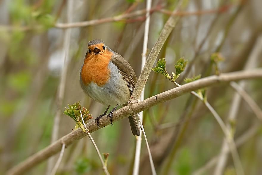 robin, chanter, oiseau chanteur, branche, mignonne, facture, printemps, aviaire, ornithologie
