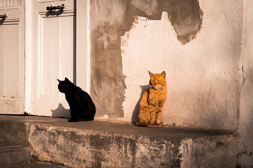 katten, antalya, zwerfkatten, straat, Turkije, ochtend-, zonsopkomst, dieren, oude stad, huiskat, huisdieren