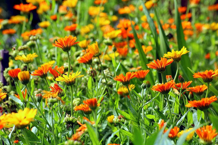 marigold, bunga-bunga, padang rumput, bidang, rumput, taman