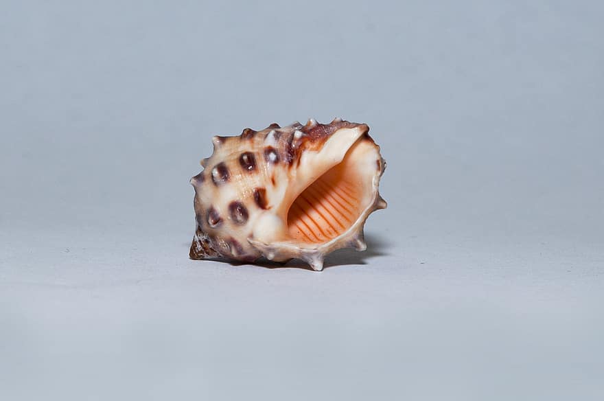 貝殻、いちごの核果、Drupa Rubusidaeus、シェル