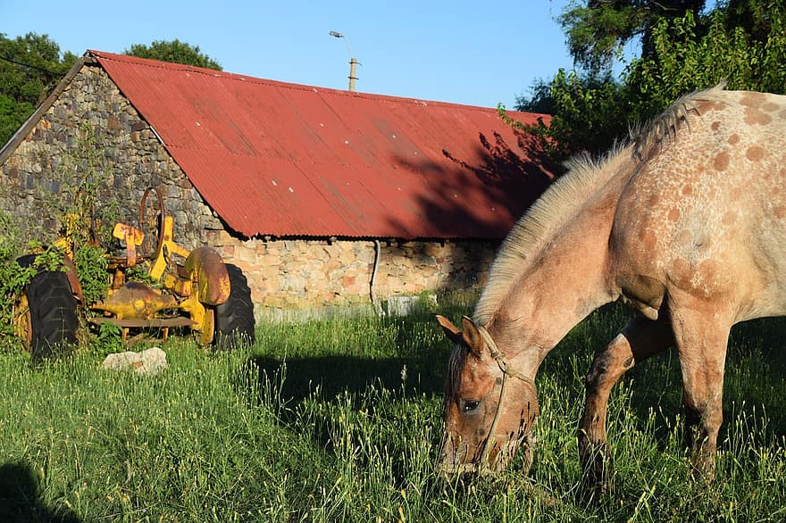 Horse, House, Barn, Rural