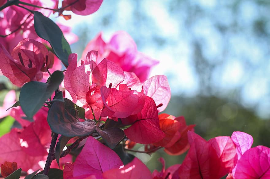 розови цветя, листа, розови листенца, разцвет, цвят, флора, цветарски, градинарство, ботаника, природа, растения