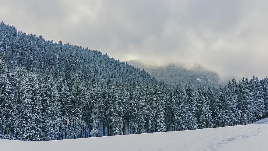 Forest, Trees, Winter, Snow, Landscape, Mountains, mountain, tree, season, pine tree, frost
