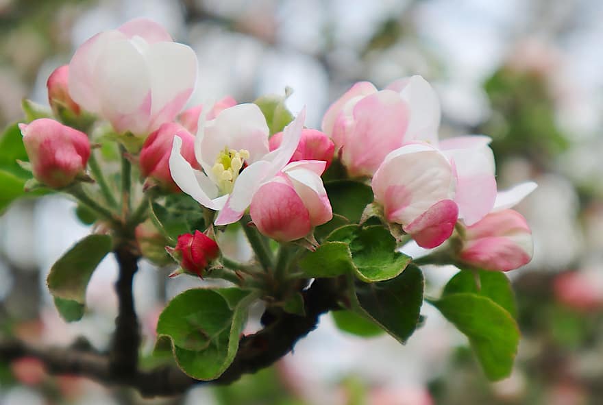 appelbloesems, bloemen, tak, malus domestica, bloemblaadjes, witte bloemen, bloeien, bloesem, appelboom, de lente, natuur