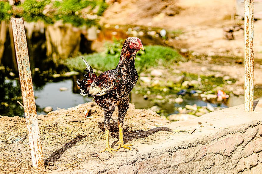 κοτόπουλο, κότα, Πουλιά κόκορας, φωλιά πουλιών, κλουβί, χωριό, Ινδία