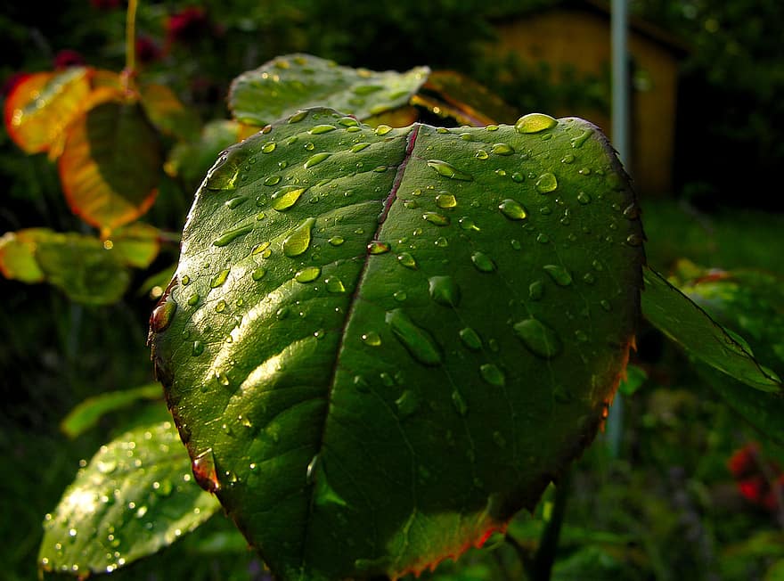 листя, дощ, сад, ботаніка, зростання, лист, зелений колір, Рослина, впритул, крапля, свіжість