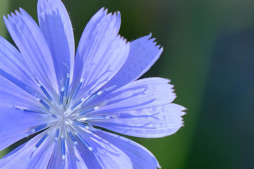 цвете, метличина, синьо цвете, диви цветя, листенца, сини венчелистчета, природа, разцвет, цвят, флора