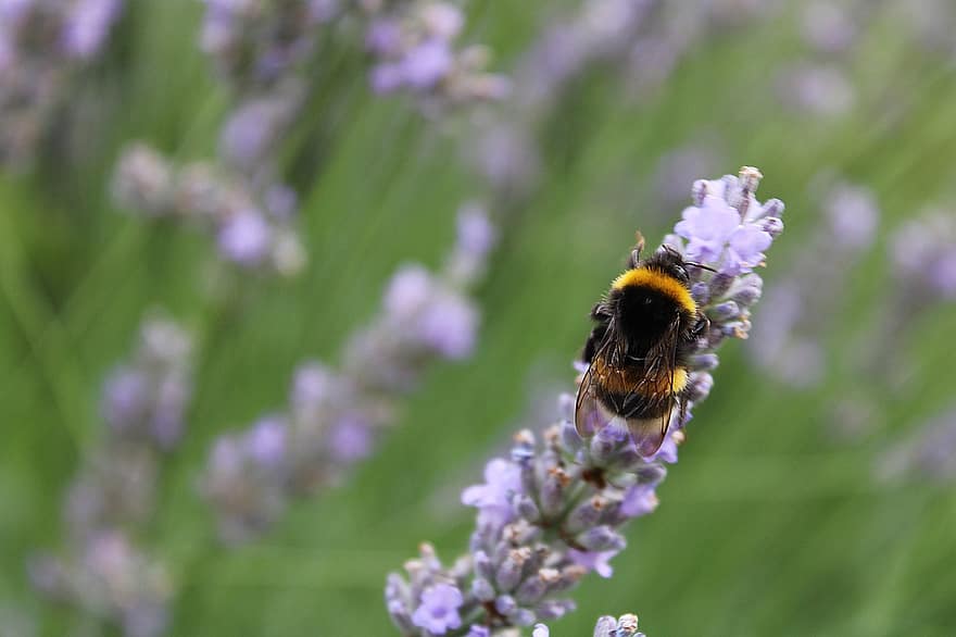 hummel, abeja, insecto, lavanda, flor, floración, naturaleza, jardín, néctar, polen, animal