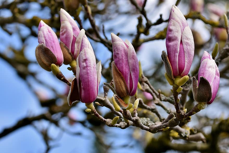 magnólie, květiny, pupeny, větev, strom magnólie, magnoliaceae, květ magnolie, růžové květy, jaro, rostlina, strom