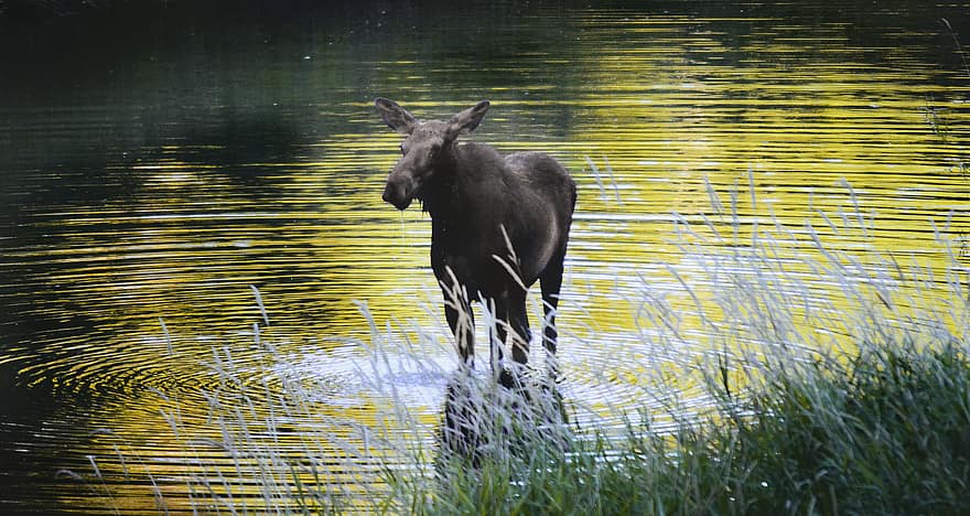 Moose, River, Reeds, Elk, Reedy, Nature, Water, Wildlife, Animal, Wild, Landscape