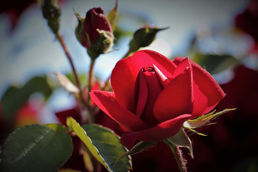 červené růže, růže, červené květy, květiny, kvetoucí, rostlina, pupeny, květ, jaro