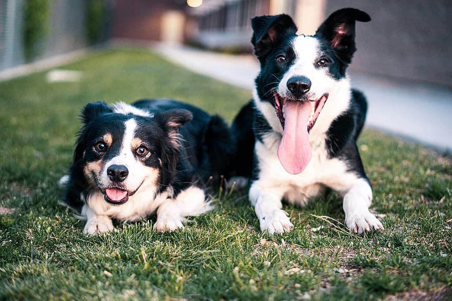 Dogs, Border Collies, Grass, Pets, Portrait, Playful, Puppies, Canine, Domestic, Happy