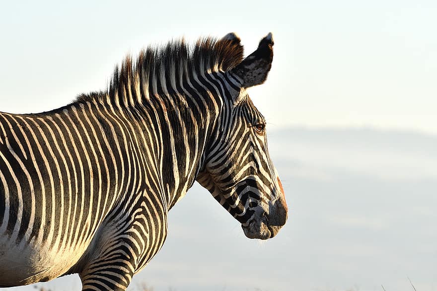 grevy's zebra, zebra, dier, paarden, equus grevyi, zoogdier, dieren in het wild, natuur, safari, Lewa, Kenia