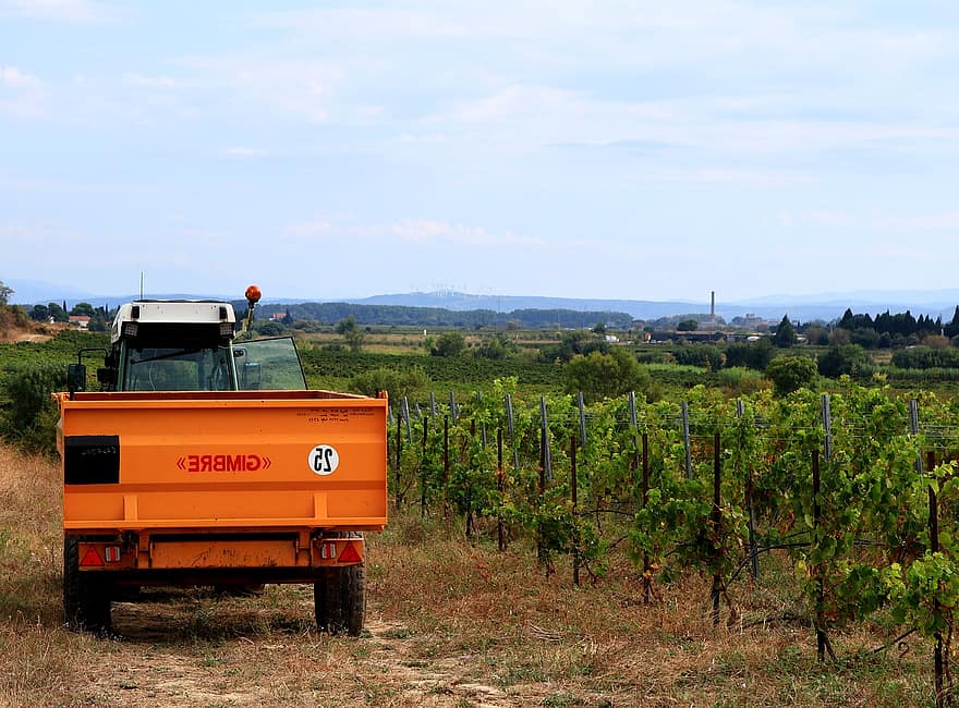 Agricultural Machine, Tractor, Grape Harvesting Machine, Vineyard, Vines, Viticulture, Agriculture, Plantation