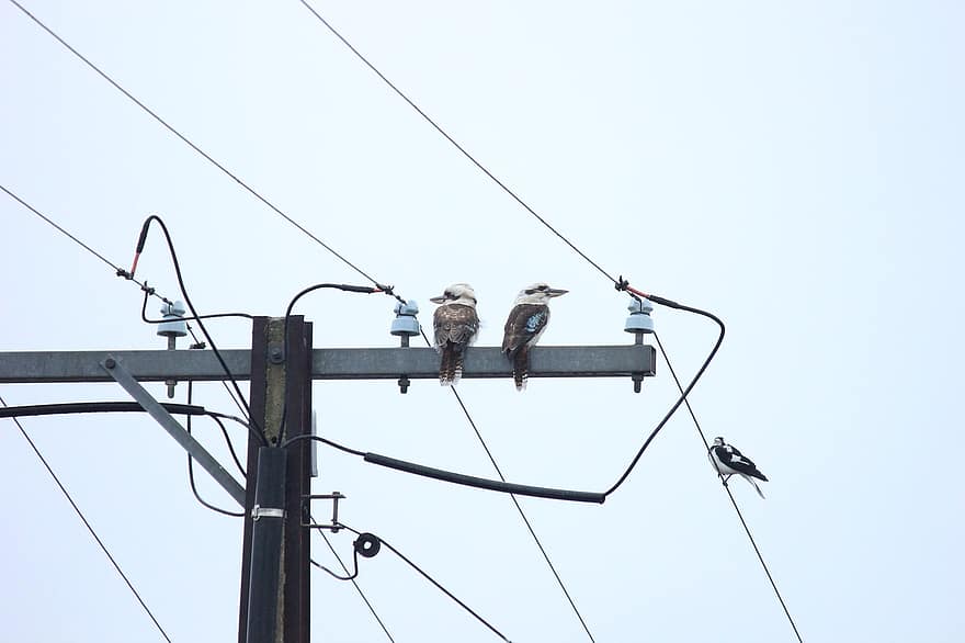 kookaburra, putni, elektriskais stabs, jaudas stabs, sēž
