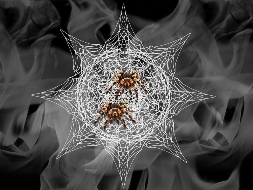 tło, palić, sieć, pająk, Fantazja, owad, Sztuka cyfrowa