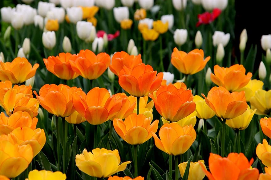 tulipanes, las flores, jardín, campo de tulipanes, jardín de tulipanes, floración, flor, floreciente, flora, botánica, fondo