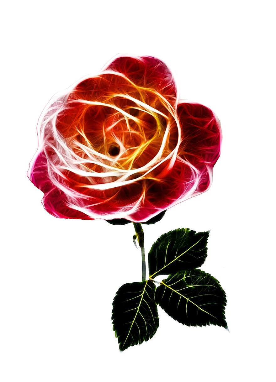 Rose, ardent, amour, Valentin, fleur, Floraison, brûlant, abstrait, fractalius