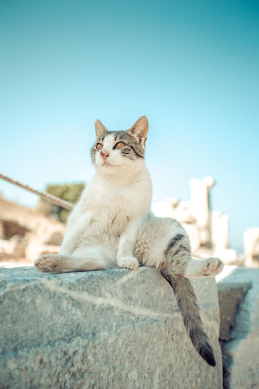 Τουρκία, Γάτα, κατοικίδιο ζώο, αιλουροειδής, αδέσποτη γάτα, τα κατοικίδια ζώα, οικιακή γάτα, χαριτωμένος, γατάκι, κοιτάζοντας, κατοικίδια