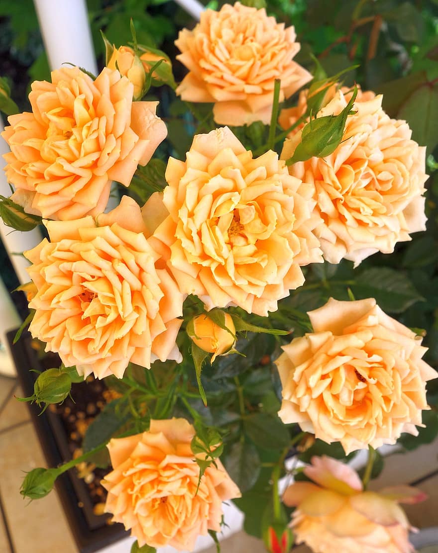цветя, рози, романтичен, обичам, цъфна роза, романтика, природа, растение, красота, градина