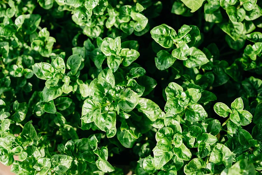 Basil, Leaves, Plant, Green, Herb, Foliage, Hedge, Garden, leaf, green color, freshness
