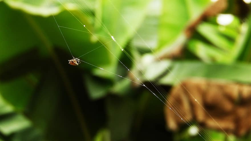 hmyz, pavouk, entomologie, web, pavoučí síť, pavučina, makro, detail, zelená barva, rostlina, list