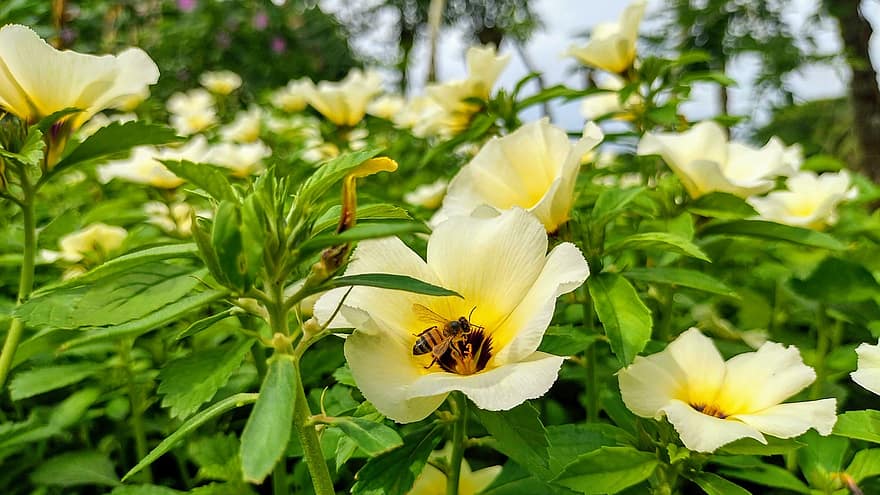 honingbij, bij, bloemen, Turnera, insecten, gele bloemen, bloeien, bladeren, planten, natuur