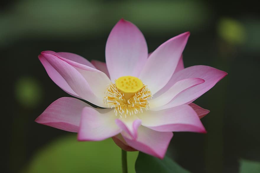 Flor de Lotus, almofadas de lírio, lírio d'água, planta aquática, flora, flor, Flor, lagoa, natureza, botânica, lindo