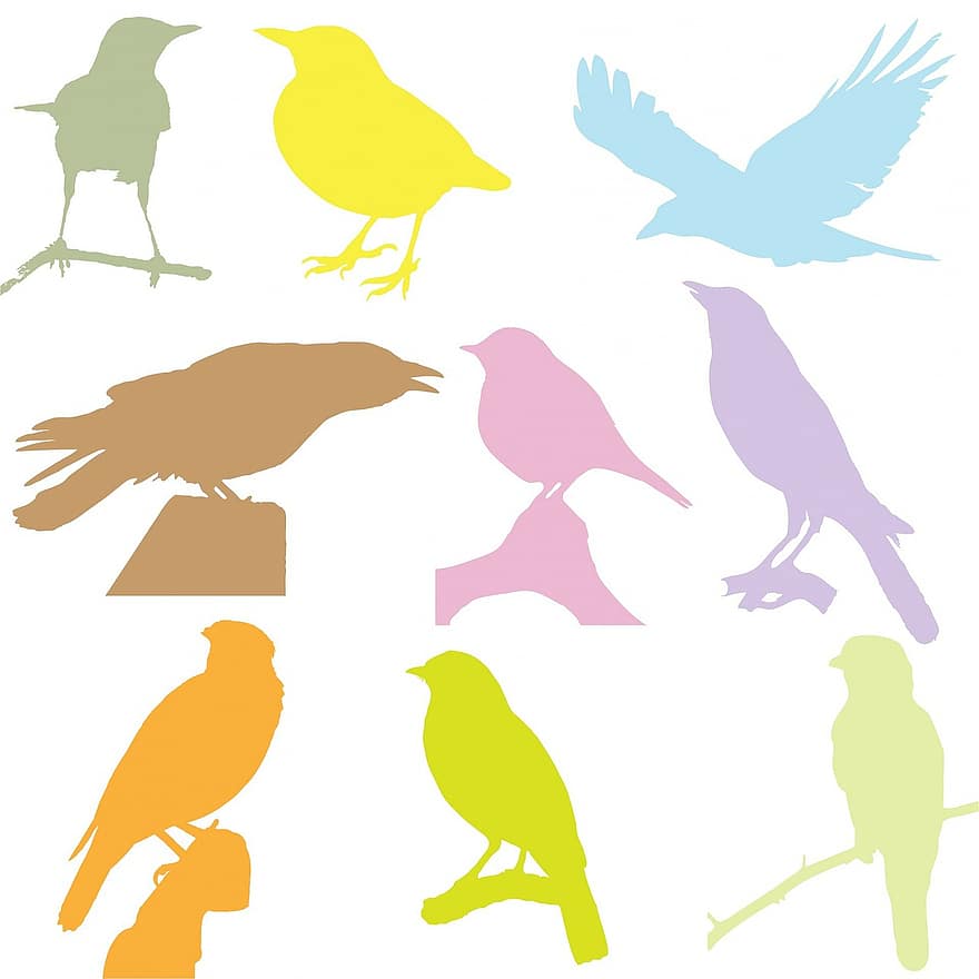fågel, fåglar, silhuett, silhuetter, ljus, färgrik, koltrast, kråka, korp, konst, isolerat