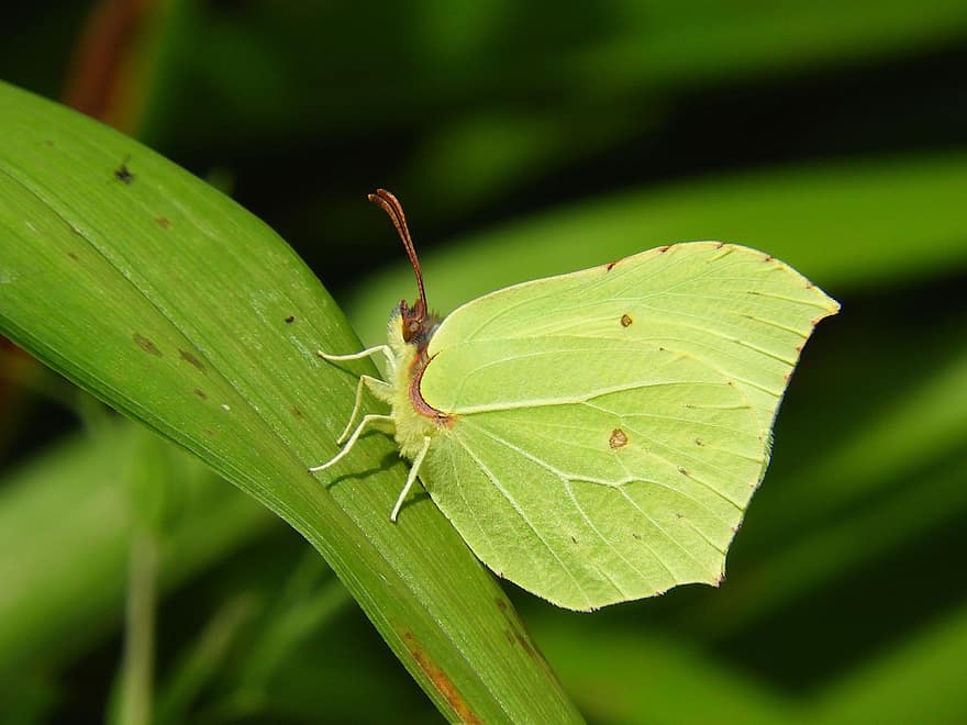 Almindelig svovl sommerfugl, sommerfugl, insekt, græs, gonepteryx rhamni, vinger, natur