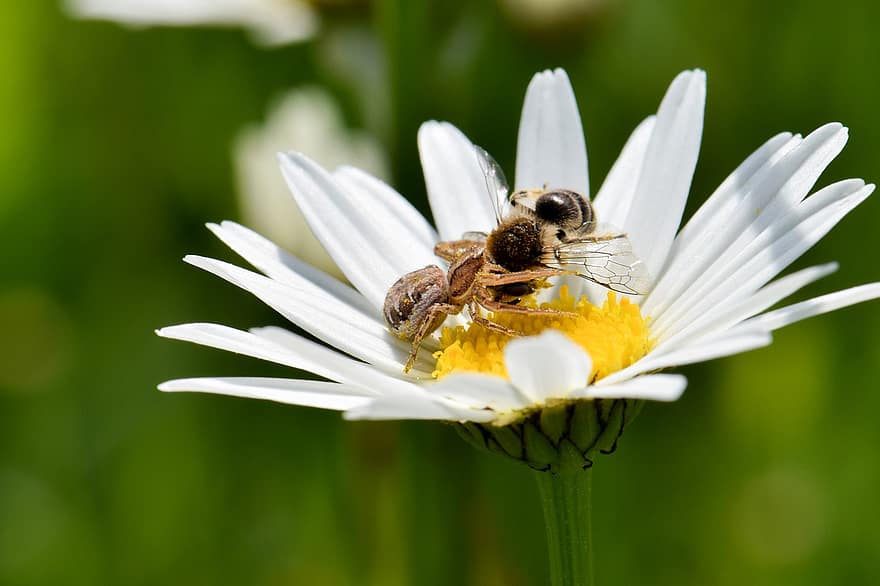αράχνη, μέλισσα, μαργαρίτα, αραχνοειδές έντομο, έντομο, σύλληψη, λευκό λουλούδι, φυτό, φύση
