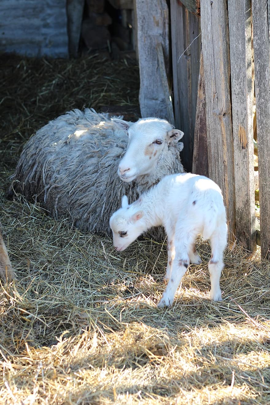 cừu, thú vật, chăn nuôi, động vật có vú, gia đình, cừu non, Vải, nông trại, dễ thương, cảnh nông thôn, nông nghiệp