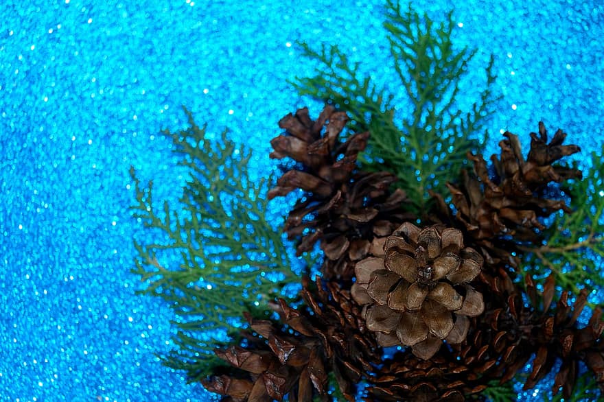 pinyes, decoració, festa, temporada, primer pla, fons, full, blau, planta, sota l'aigua, arbre de coníferes