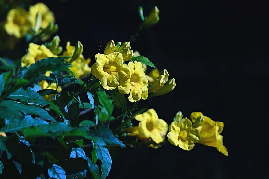tecoma stans, las flores, Flores amarillas, pétalos, pétalos amarillos, floración, flor, flora, plantas