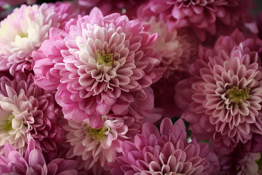 хризантемы, цветы, розовый, лепестки, розовые хризантемы, розовые цветы, розовые лепестки, цвести, цветение, букет, цветочная композиция
