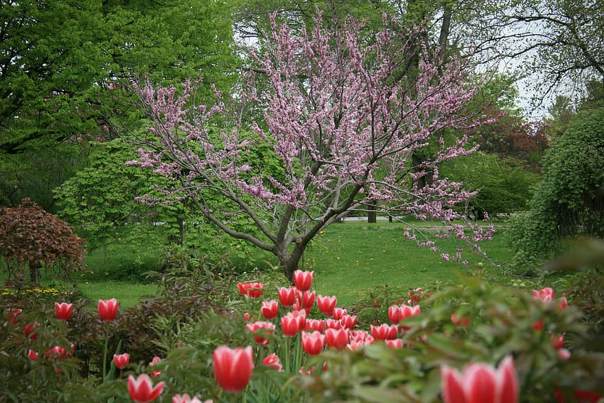vår, träd, blomning, körsbär, blomma, färsk, botanisk, springtime, april, flora, blommig