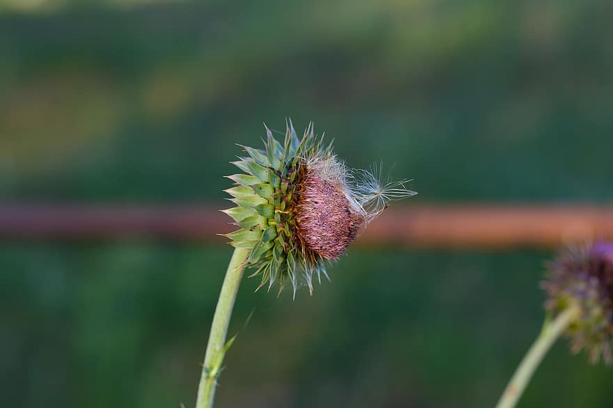 Plant, Seed, Seed Bod, Purple, Flying Seeds, Thistle, close-up, green color, dandelion, macro, flower