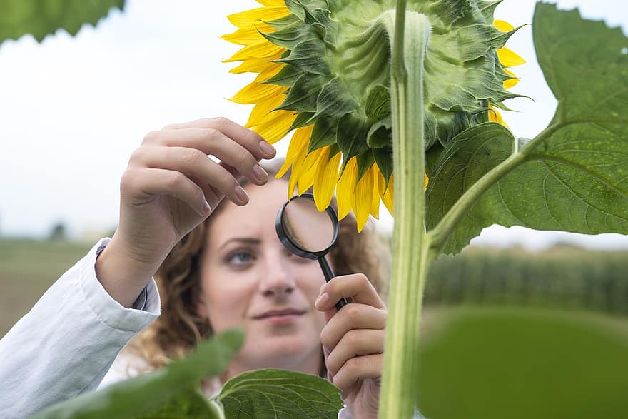 bunga matahari, ahli botani, pertanian