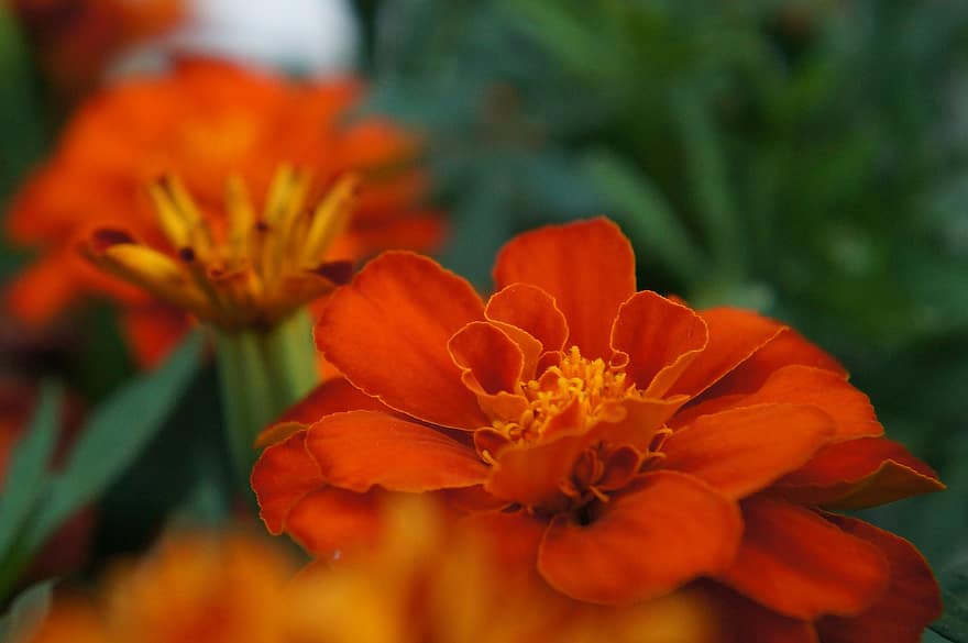 Marigold, Flower, Plant, Petals, Bloom, Garden, Nature, Summer