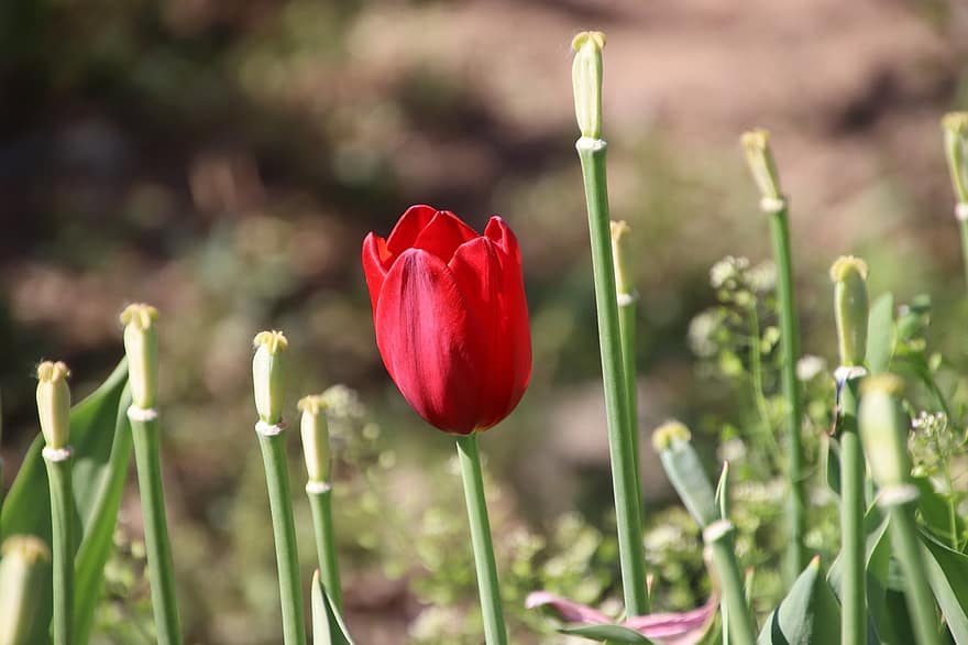 tulipa, flor, planta, tulipa vermella, flor vermella, pètals, florir, beines de llavor, jardí, camp, naturalesa