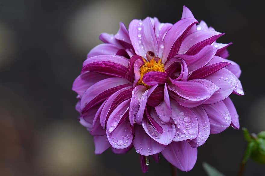 Dahlia, Purple Dahlia, Morning Dew, Wet, Dew, Droplets, Flower, Purple Flower, Bloom, Blossom, Petals