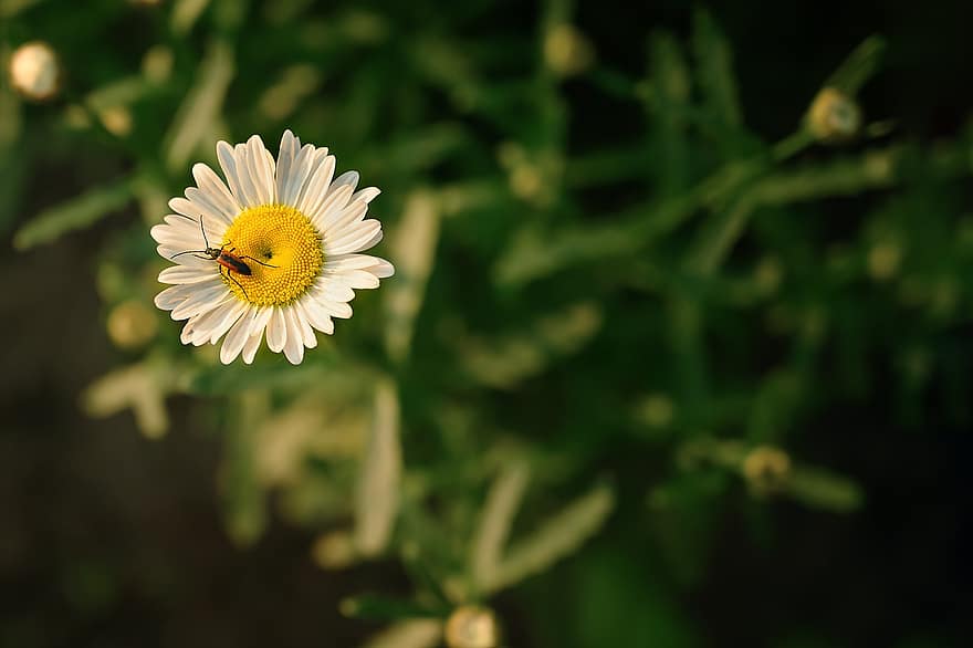 daisy, blomst, bille, hvid