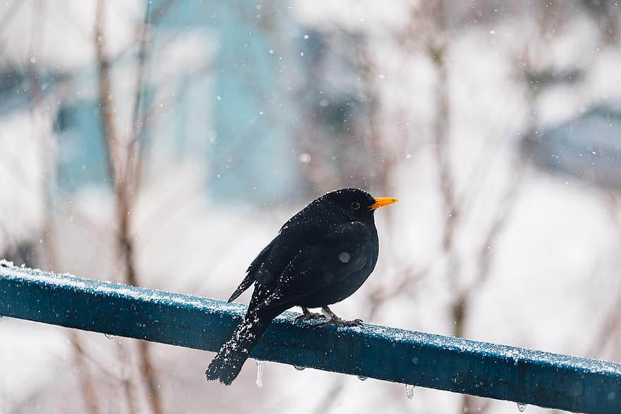paukštis, snapas, plunksnos, bendras juodas paukštis, sniegas, šalta, laukinės gamtos, žiemą, gyvūnams, plunksna, Iš arti