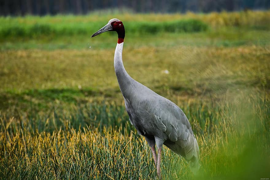 Sarus Crane, fugl, eng, kran, dyr, dyreliv, fauna, villmark, felt, gress, natur