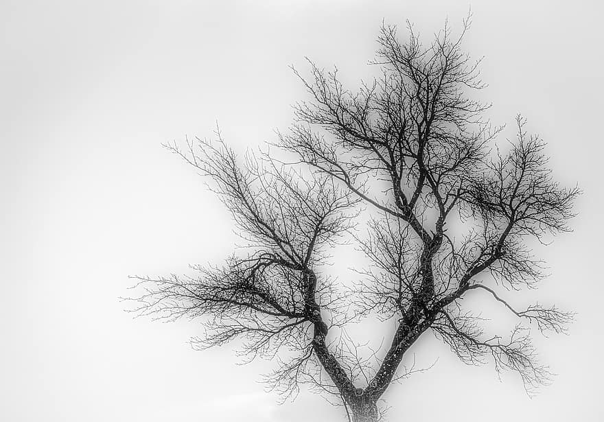 albero, nebbia, spoglio, albero nudo, albero morto, nebbioso, foschia